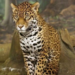 Meet your Posher, Omar